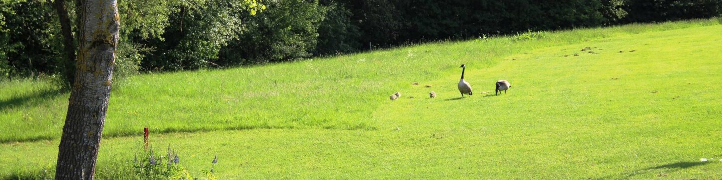 Tiere auf dem Golfplatz
