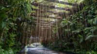 Rainforest Tor