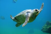 Zentrum für Schildkrötenschutz