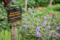 Kräutergarten