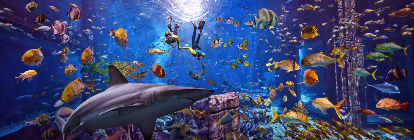 Aquarium 