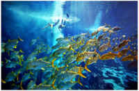 Aquarium