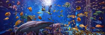 Aquarium 