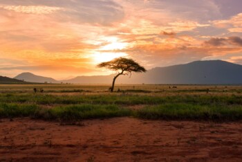 Bild Vom Fairway zur Safari – Wie Südafrika zur unvergesslichen Golfreise wird