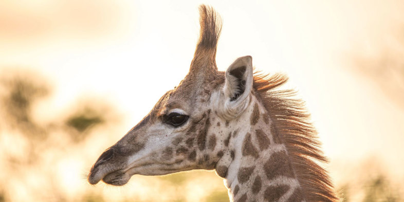 Golfkreuzfahrt Safari in Südafrika