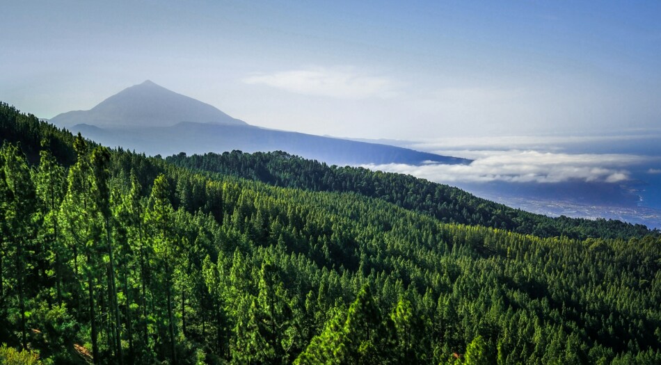 Unterregion Teneriffa